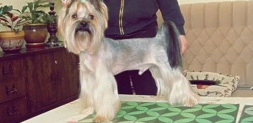 Reproduktor york yorkshire terrier krycie, warmiń