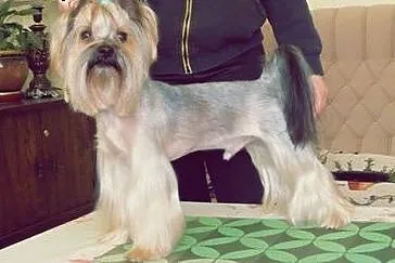 Reproduktor york yorkshire terrier krycie,  warmiń