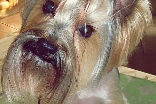 Reproduktor york yorkshire terrier krycie,  warmiń