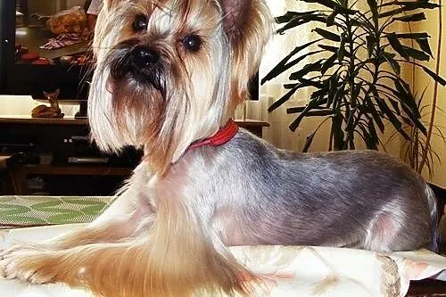Reproduktor york yorkshire terrier krycie,  warmiń