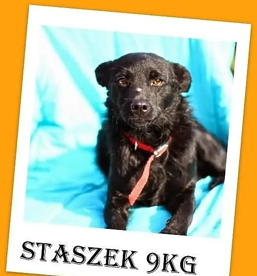 STASZEK-mały 9kg,delikatny,wesoły,łagodny piesek,c