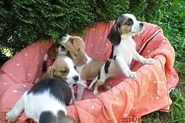 Beagle- cudne szczenięta tri i bicolor, Szerzyny