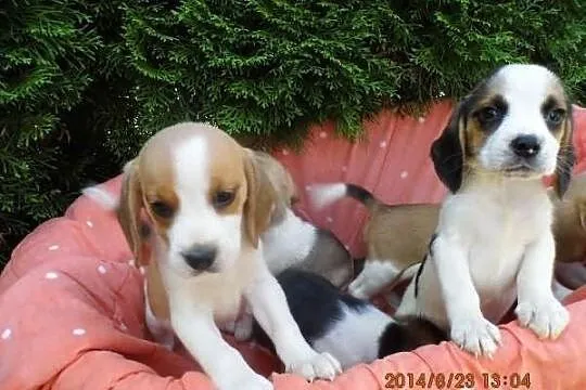 Beagle- cudne szczenięta tri i bicolor