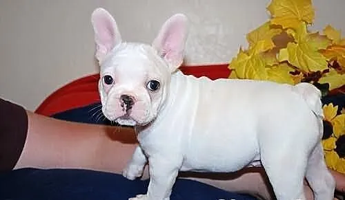 Buldogi Francuskie Szczeniaki Buldozki Buldog Rozn