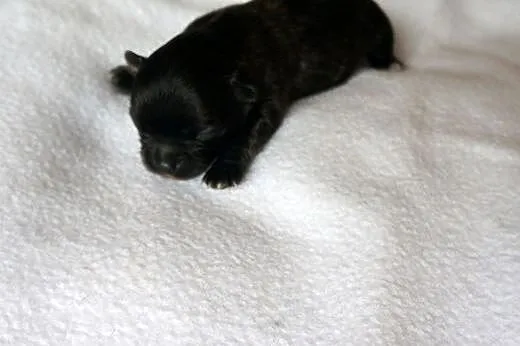 Chihuahua Długowłose ,  Chihuahua cała Polska