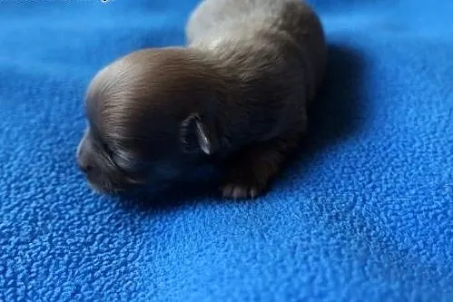 Chihuahua Długowłose ,  Chihuahua cała Polska