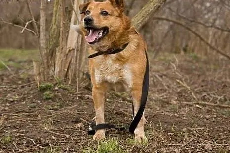 GUCIO - szuka kochającego domu!,  mazowieckie Warszawa