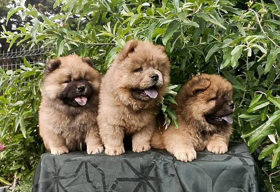 Wzorcowe Chow Chow Czał Czał piękny exterrier rodzice FCI, Opolskie, Krapkowice