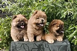 Wzorcowe Chow Chow Czał Czał piękny exterrier rodzice FCI