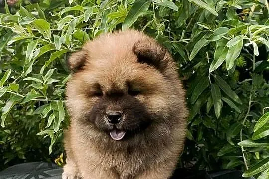 Wzorcowe Chow Chow Czał Czał piękny exterrier rodzice FCI, Opolskie, Krapkowice