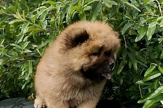 Wzorcowe Chow Chow Czał Czał piękny exterrier rodzice FCI, Opolskie, Krapkowice