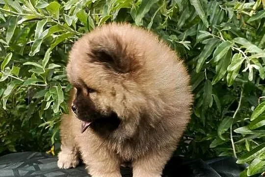 Wzorcowe Chow Chow Czał Czał piękny exterrier rodzice FCI, Opolskie, Krapkowice
