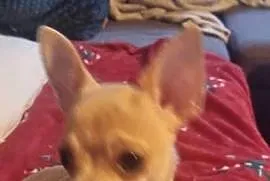 Chihuahua piękna dziewczynka