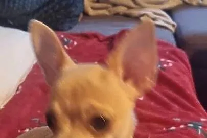 Chihuahua piękna dziewczynka
