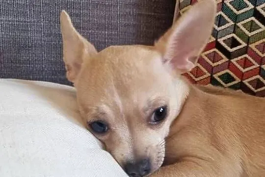 Chihuahua piękna dziewczynka, Zachodniopomorskie, Szczecin