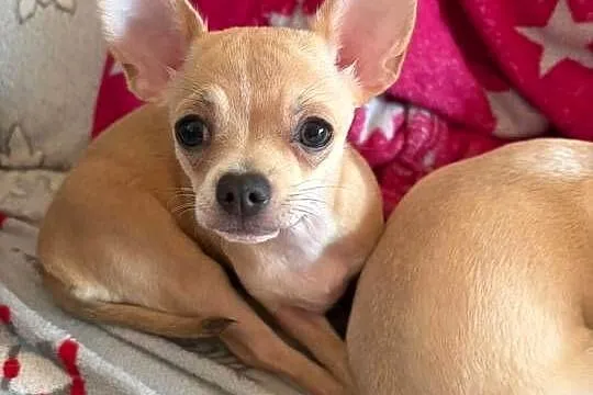 Chihuahua piękna dziewczynka, Zachodniopomorskie, Szczecin