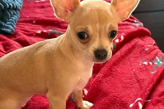 Chihuahua piękna dziewczynka, Zachodniopomorskie, Szczecin