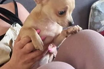 Chihuahua piękna dziewczynka, Zachodniopomorskie, Szczecin