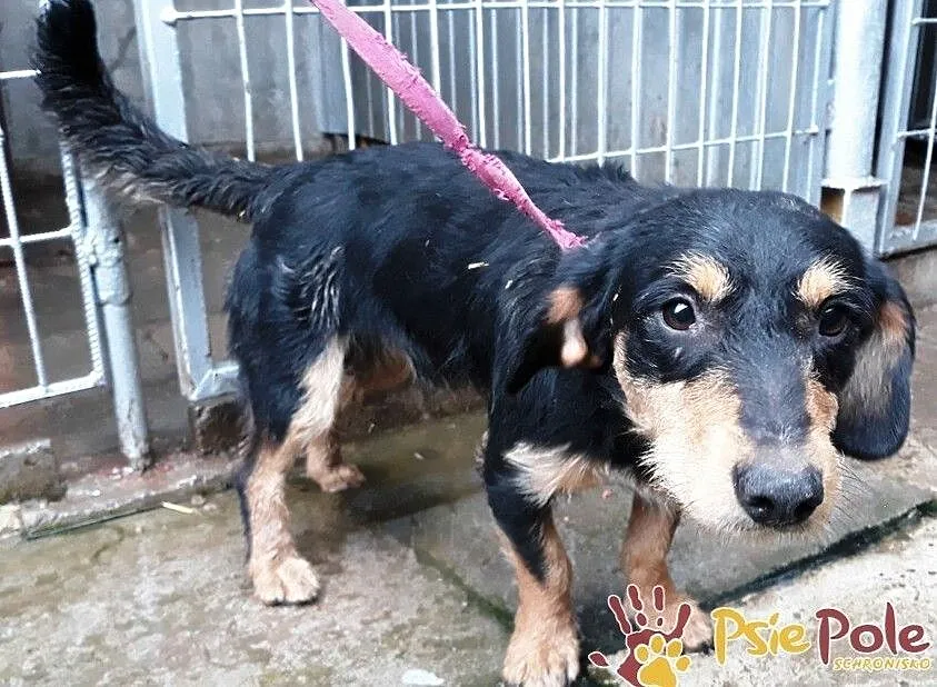 CUDACZEK-super śliczny, pogodny, wesoły, przyjazny młody psiak-adopcja, Małopolskie, Kraków