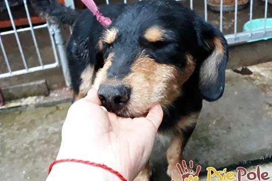 CUDACZEK-super śliczny, pogodny, wesoły, przyjazny młody psiak-adopcja, Małopolskie, Kraków