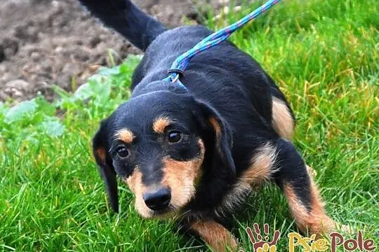 CUDACZEK-super śliczny, pogodny, wesoły, przyjazny młody psiak-adopcja, Małopolskie, Kraków