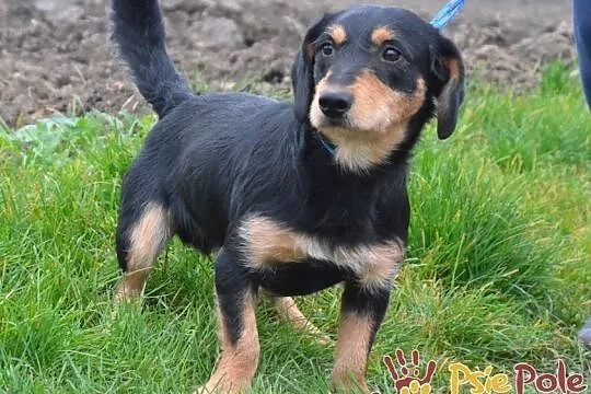 CUDACZEK-super śliczny, pogodny, wesoły, przyjazny młody psiak-adopcja, Małopolskie, Kraków