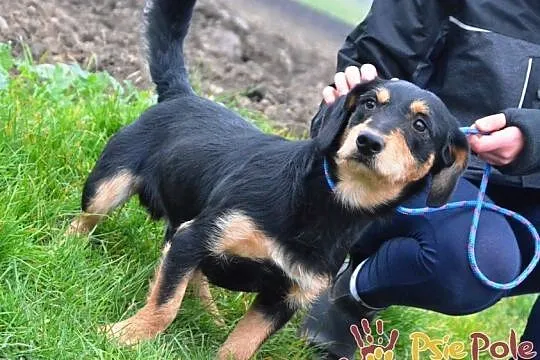 CUDACZEK-super śliczny, pogodny, wesoły, przyjazny młody psiak-adopcja, Małopolskie, Kraków