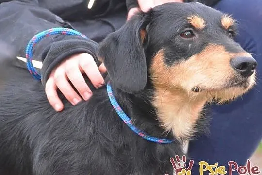 CUDACZEK-super śliczny, pogodny, wesoły, przyjazny młody psiak-adopcja, Małopolskie, Kraków