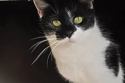 Freya i Ravena szukają domu! :),  dolnośląskie Jel