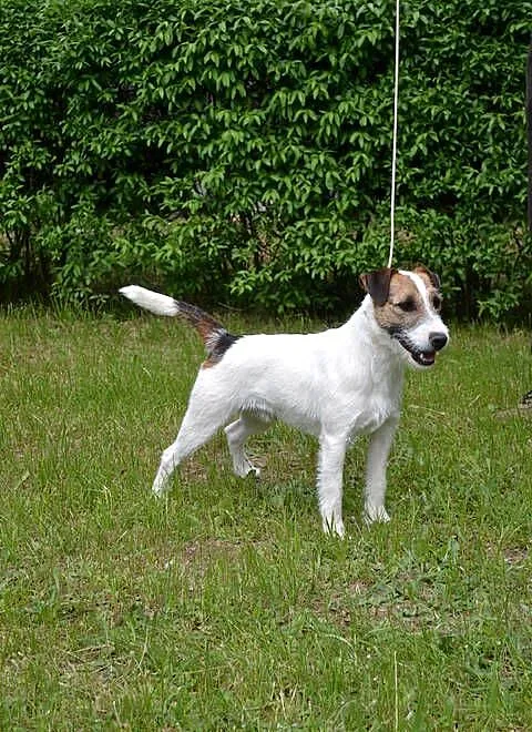Parson Russell Terrier- reproduktor (oferta krycia), Wielkopolskie, Pogorzela