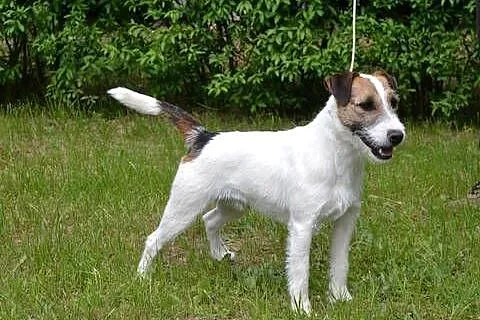 Parson Russell Terrier- reproduktor (oferta krycia), Wielkopolskie, Pogorzela