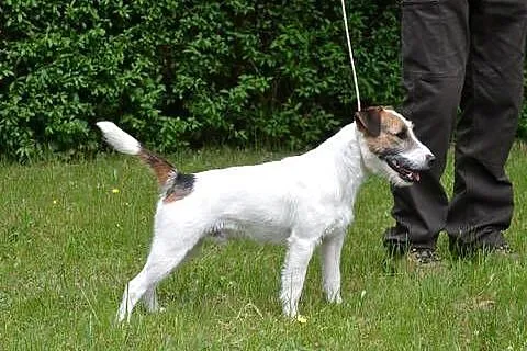 Parson Russell Terrier- reproduktor (oferta krycia), Wielkopolskie, Pogorzela