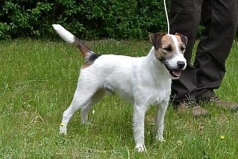 Parson Russell Terrier- reproduktor (oferta krycia), Wielkopolskie, Pogorzela