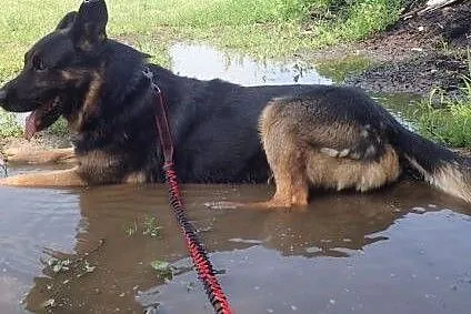 Milo w typie owczarka szuka domu,  łódzkie Aleksan