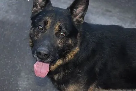 Milo w typie owczarka szuka domu,  łódzkie Aleksan