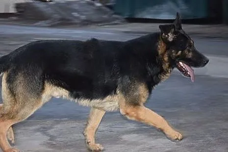 Milo w typie owczarka szuka domu,  łódzkie Aleksan