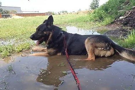Milo w typie owczarka szuka domu,  łódzkie Aleksan