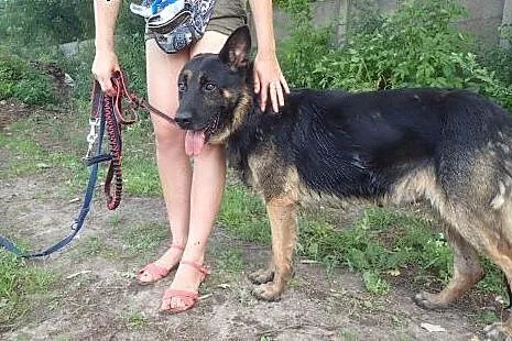 Milo w typie owczarka szuka domu,  łódzkie Aleksan