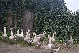 Sprzedam Gęsi Garbonose