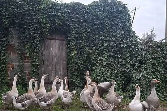 Sprzedam Gęsi Garbonose, Wielkopolskie, Polskie Olędry