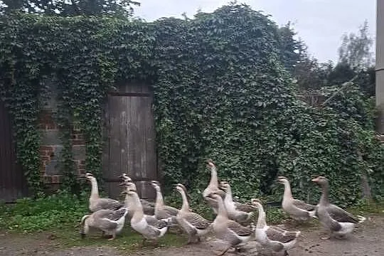 Sprzedam Gęsi Garbonose, Wielkopolskie, Polskie Olędry