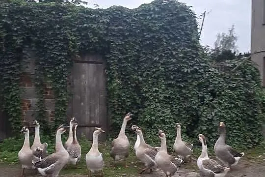 Sprzedam Gęsi Garbonose, Wielkopolskie, Polskie Olędry