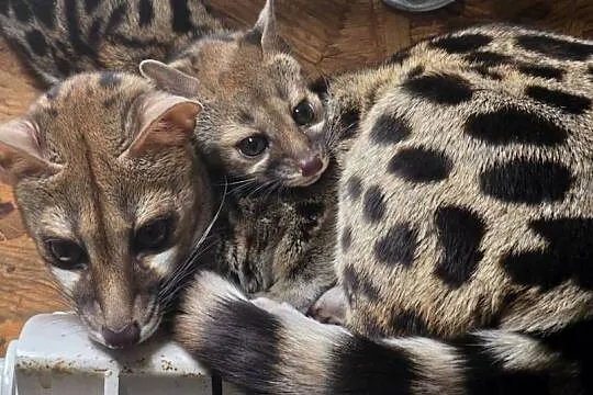 Żenety lamparcie (Genetta maculata)