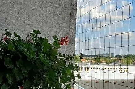 Siatka kot gołąb Opole, Opolskie, Opole