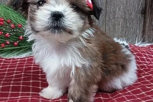 Shih Tzu miniaturki, Poznań