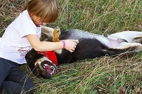 Cyganek już dwa lata czeka na dom! Adoptuj! łagodn