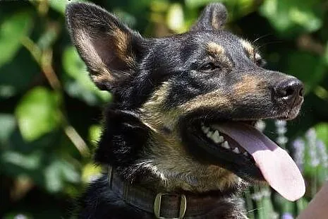 Cyganek już dwa lata czeka na dom! Adoptuj! łagodn