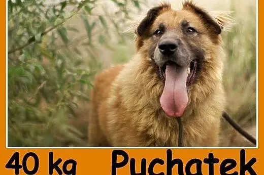 4 lata, duży 40 kg, odważny,do domu z ogrodem, pies PUCHATEK.Adopcja,  małopolskie Kraków