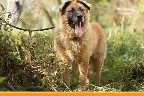 4 lata, duży 40 kg, odważny,do domu z ogrodem, pie
