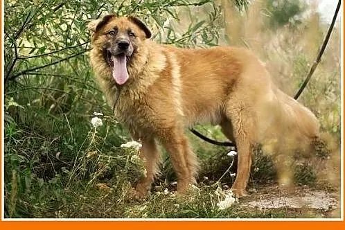 4 lata, duży 40 kg, odważny,do domu z ogrodem, pie